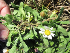 Aphanostephus skirrhobasis thalassius