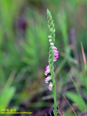 Spiranthes sinensis