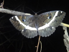 Erebus terminitincta