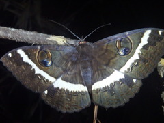 Erebus terminitincta