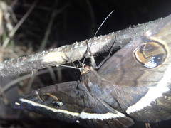 Erebus terminitincta