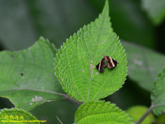 Choreutis basalis