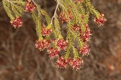 Passerina obtusifolia