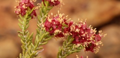 Passerina obtusifolia
