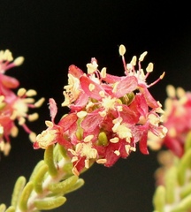 Passerina obtusifolia