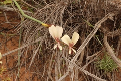 Pelargonium tetragonum