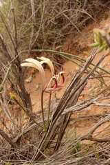 Pelargonium tetragonum