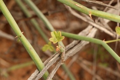 Pelargonium tetragonum