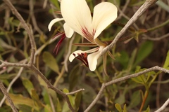 Pelargonium tetragonum