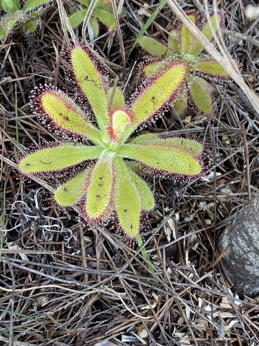 Drosera hilaris