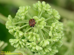 Graphosoma rubrolineatum