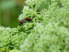 Graphosoma rubrolineatum