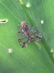 Nogodinidae