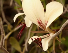Pelargonium tetragonum