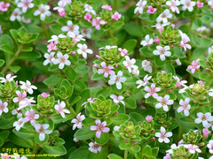 Lysimachia mauritiana
