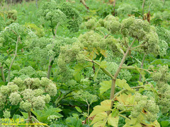 Angelica hirsutiflora