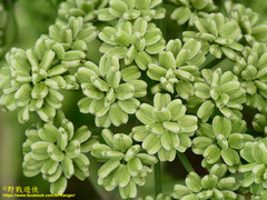 Angelica hirsutiflora