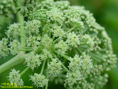 Angelica hirsutiflora