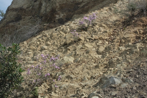 iNaturalist observation photo of Prickly Phlox