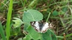 Heliopetes laviana