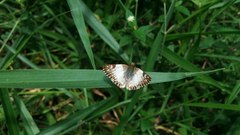 Heliopetes laviana