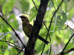 Atlapetes citrinellus