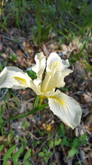 Iris macrosiphon