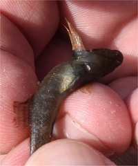 Tridentiger brevispinis