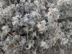 Tidestromia suffruticosa