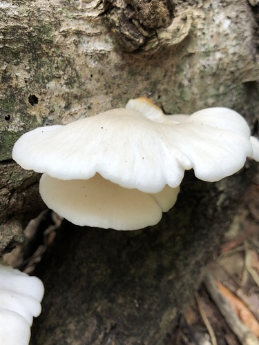 Pleurotus albidus image