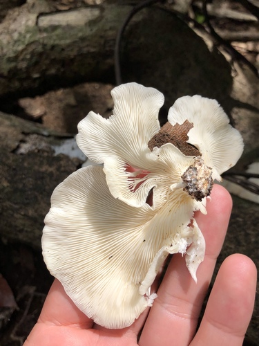 Pleurotus albidus image