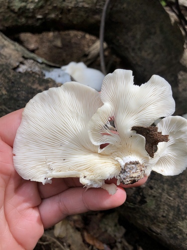 Pleurotus albidus image