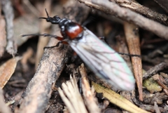 Dilophus nigrostigma