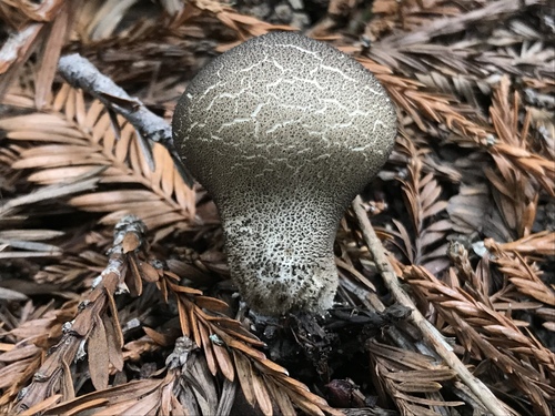 Smooth Puffball