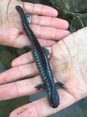 Ambystoma barbouri