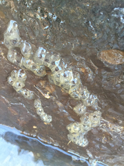 Ambystoma barbouri