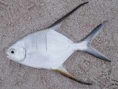Trachinotus goodei