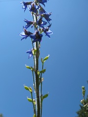 Delphinium retropilosum
