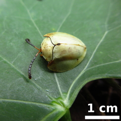 Paraselenis saltaensis