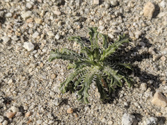 Loeseliastrum schottii