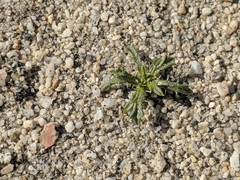 Loeseliastrum schottii