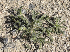 Loeseliastrum schottii