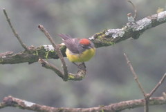 Myioborus brunniceps