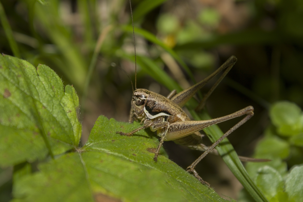 Aparapholidoptera distincta