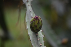 Selenicereus costaricensis, photograph Sergio Garrido Villa, CC BY, iNaturalist via GBIF