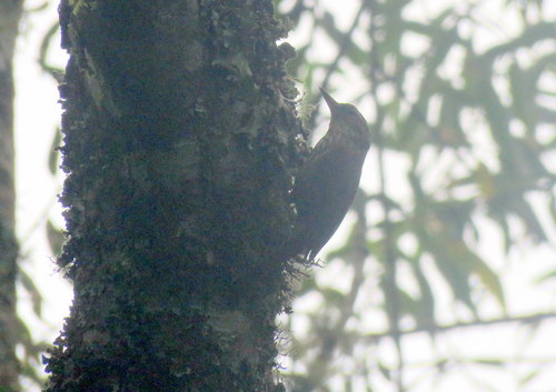 Syndactyla rufosuperciliata