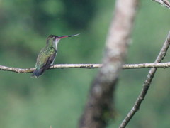 Elliotomyia chionogaster
