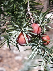 Juniperus oxycedrus oxycedrus