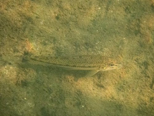 Volga Gudgeon