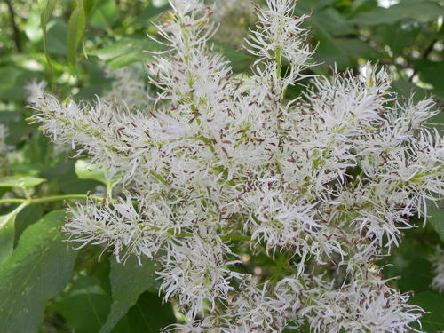 Manna ash